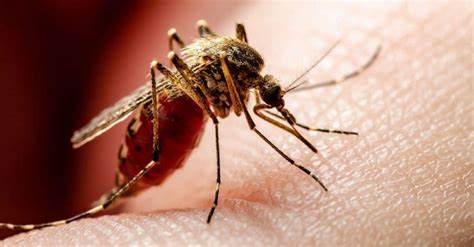 Salud Pública asegura el manejo del dengue ha sido constante y no puede parar