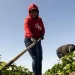 El costo del «sueño americano»: los migrantes que mueren debido a las condiciones de trabajo extremas en EE.UU.