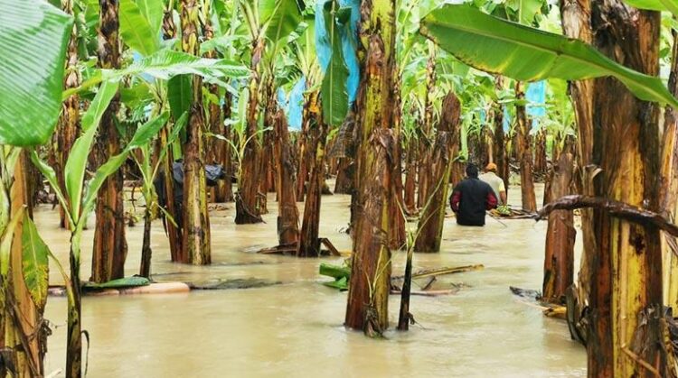La presa de Monte Grande inunda parcelas de productores en Azua
