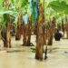 La presa de Monte Grande inunda parcelas de productores en Azua