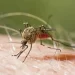 Reportan 9,239 casos sospechosos de dengue y 31,813 de malaria