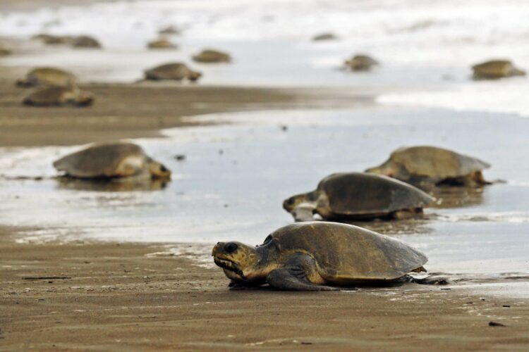 México investiga la muerte de centenares de tortugas marinas