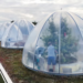 Cómo son las peras del futuro que están creando científicos en Bélgica