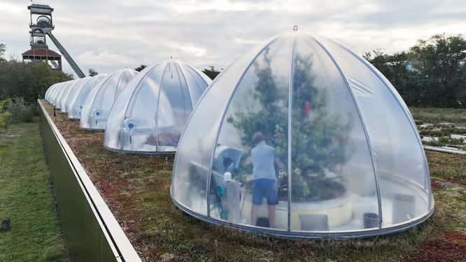 Cómo son las peras del futuro que están creando científicos en Bélgica