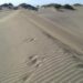 Medio Ambiente toma control de área diezmada en Las Dunas de Baní