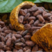 Unión Europea no limita ni pone trabas a cacao de RD