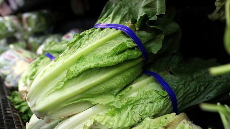 Brote de E. coli vinculado a lechuga romana: Más de 60 enfermos en varios estados de EE. UU