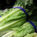 Brote de E. coli vinculado a lechuga romana: Más de 60 enfermos en varios estados de EE. UU