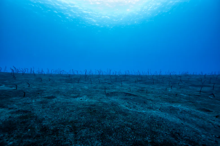 Blindar ecosistemas marinos: la clave de la conservación del océano y de las comunidades pesqueras