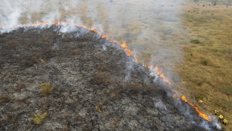 Récord de destrucción de bosques tropicales en 2024 con un grave deterioro en Brasil y Bolivia