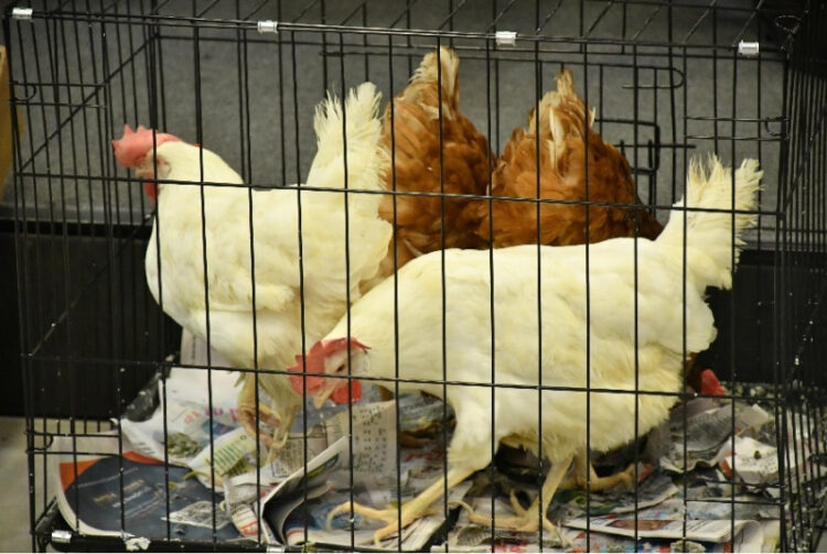 La avicultura dominicana abastece más de 700,000 pollos diarios y 4,000 millones de huevos anuales