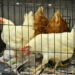 La avicultura dominicana abastece más de 700,000 pollos diarios y 4,000 millones de huevos anuales