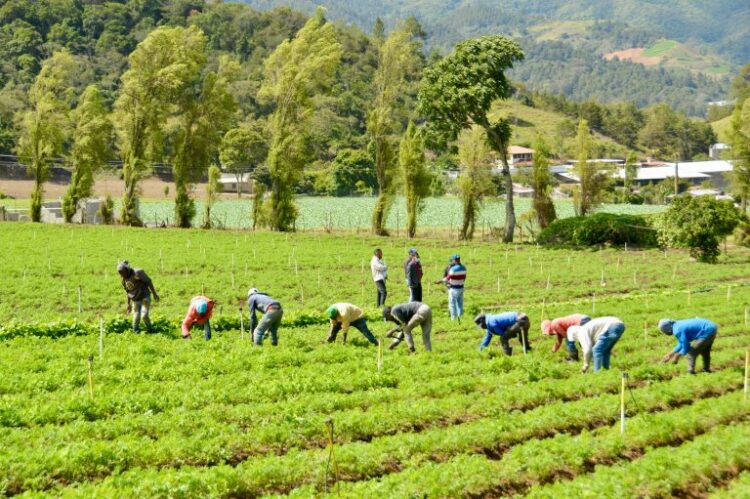 Bagrícola asegura préstamos sobre RD$143,476 millones evidencian compromiso con agricultores