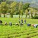 Bagrícola asegura préstamos sobre RD$143,476 millones evidencian compromiso con agricultores
