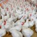 Limber Cruz confirma RD suspendió compra de pollos en Brasil en zonas afectadas por gripe aviar