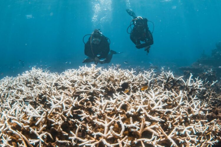 Corales congelados en el tiempo, una solución para la Gran Barrera en Australia