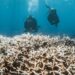 Corales congelados en el tiempo, una solución para la Gran Barrera en Australia