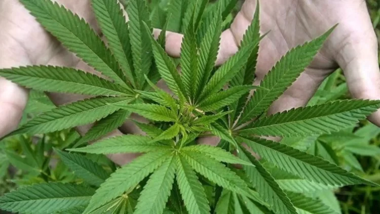 CIUDAD DE MÉXICO ABRE ESPACIOS RECREATIVOS PARA CONSUMO DE MARIHUANA EN UN MARCO LEGAL AMBIGUO