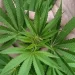 CIUDAD DE MÉXICO ABRE ESPACIOS RECREATIVOS PARA CONSUMO DE MARIHUANA EN UN MARCO LEGAL AMBIGUO