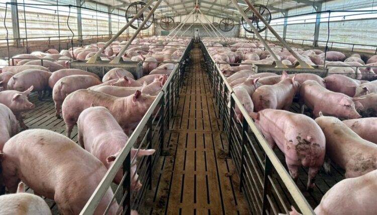 CRISIS PORCINA: PRODUCTORES DENUNCIAN TRABAS PARA LLEVAR CERDOS A LOS MERCADO
