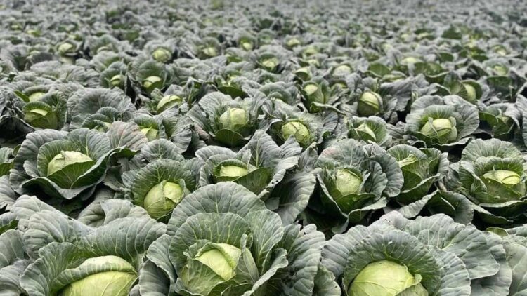 Bajos precios y costos disparados ponen contra la pared a agricultores de Constanza y Tireo