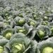Bajos precios y costos disparados ponen contra la pared a agricultores de Constanza y Tireo