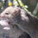 ¿Podría el hantavirus llegar a ser una pandemia?