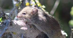 ¿Podría el hantavirus llegar a ser una pandemia?