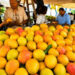 Arranca la Feria del Mango 2026 en Baní con el mingolo como gran atractivo