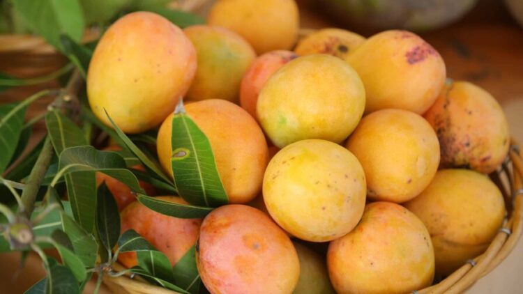 Agricultura espera reanudar en cuatro meses las exportaciones de mango hacia Estados Unidos