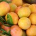 Agricultura espera reanudar en cuatro meses las exportaciones de mango hacia Estados Unidos