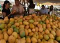 Control de la mosca del mango: una resolución de 2019 cobra vigencia ante restricciones a las exportaciones