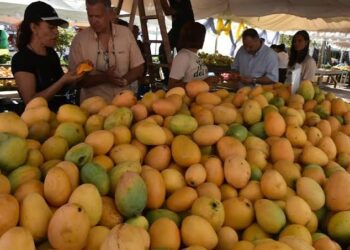 Control de la mosca del mango: una resolución de 2019 cobra vigencia ante restricciones a las exportaciones