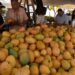 Control de la mosca del mango: una resolución de 2019 cobra vigencia ante restricciones a las exportaciones