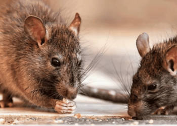 La leptospirosis suma 196 casos y 15 muertes en República Dominicana en lo que va de 2026