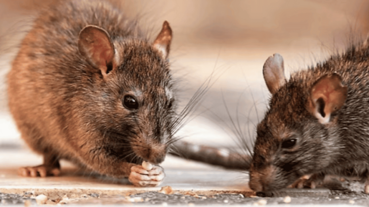La leptospirosis suma 196 casos y 15 muertes en República Dominicana en lo que va de 2026